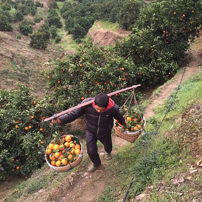 哈尔滨奉节脐橙，产地直邮欢迎预定总代理批发兼零售，哈尔滨购网www.hrbgw.com送货上门,奉节脐橙，产地直邮欢迎预定哈尔滨最低价格批发零售,哈尔滨购物网,哈尔滨购物送货上门。