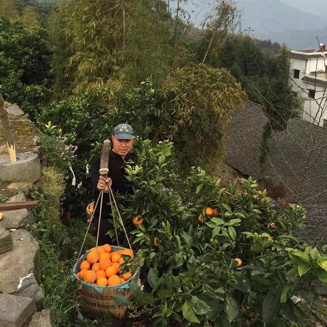 哈尔滨奉节脐橙，产地直邮欢迎预定总代理批发兼零售，哈尔滨购网www.hrbgw.com送货上门,奉节脐橙，产地直邮欢迎预定哈尔滨最低价格批发零售,哈尔滨购物网,哈尔滨购物送货上门。