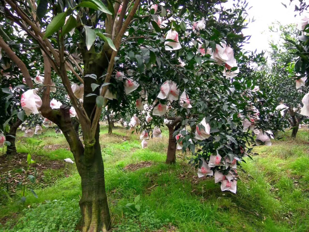 哈尔滨【预售】耙耙柑四川蒲江新鲜水果总代理批发兼零售，哈尔滨购网www.hrbgw.com送货上门,【预售】耙耙柑四川蒲江新鲜水果哈尔滨最低价格